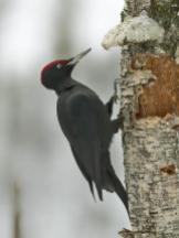 Black Woodpecker (male)