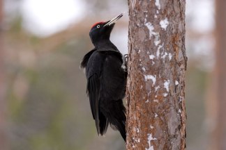 Black Woodpecker (male)