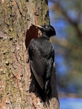 Black Woodpecker (female)