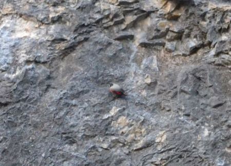 Blurry Wallcreeper Well they move so fast!