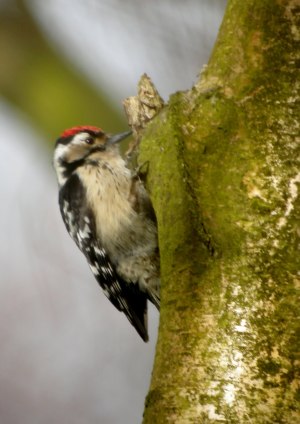 Lesser Spotted Woodpecker (c) rights of owner reserved