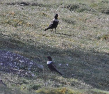* I have since self-found  Ring Ouzel at another Oxfordshire location