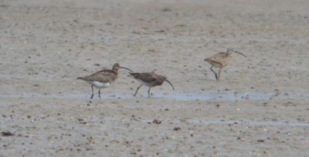 European and Hudsonian (right) Whimbrel
