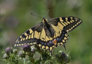 swallowtail_01.1501 hickling broad