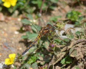 I also captured this immature male Keeled Skimmer (a first) in this forest today