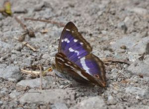 Purple Emperor (male)