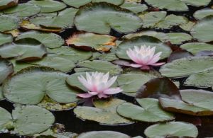 Water Lilies - I love 'em