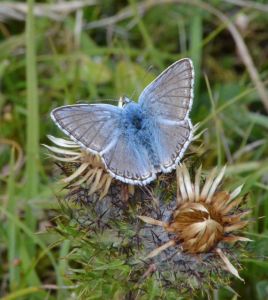 And then there's the stunners that are Chalkhill Blue