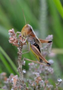 Large Marsh Grasshopper (fem)