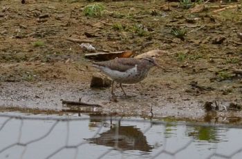 spotted sandpiper.1501 coate water