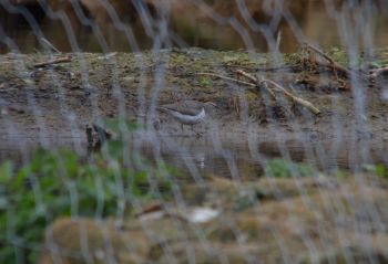 spotted sandpiper.1505 coate water