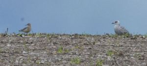 Distant Buff-breasted Sandpiper (left)