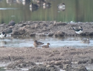 Slimbridge Semipalmated Sandpiper (centre) behind Teal and between Lapwings c Andrew Last