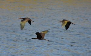 More Glossy Ibis