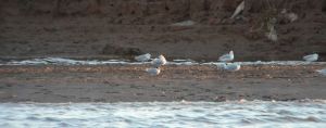 Distant Lesser Crested Tern