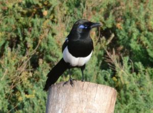 Blue-cheeked Moroccan Magpie
