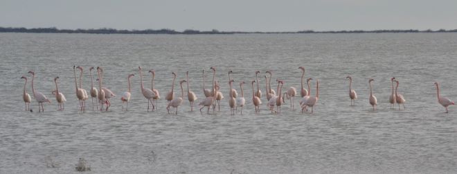 greater flamingo.1601 camargue