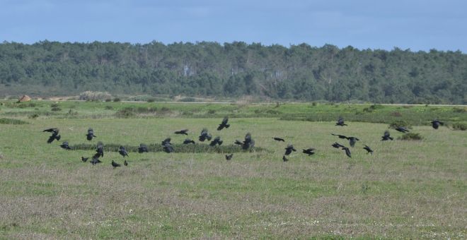 red-billed chough.1602 vale santo