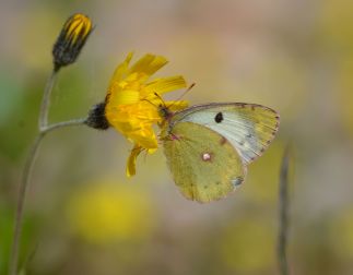 Clouded Yellow sp