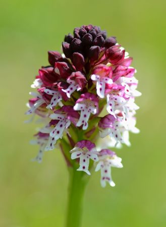 Burnt Orchid