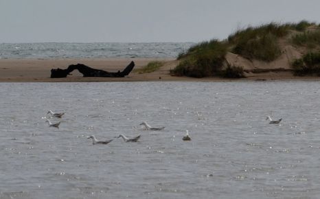 Slender-billed Gulls at La Palissade
