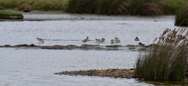 spotted-redshank-1601-pennington-marsh