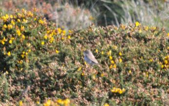 Booted Warbler on Gorse ...