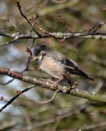 Rose-coloured Starling (2cy juv)