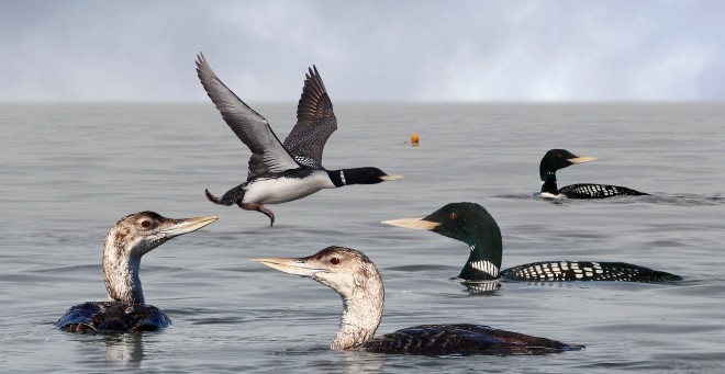 white-billed_diver_from_the_crossley_id_guide_britain_and_ireland