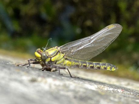 Newly emerged Common Clubtail