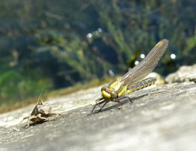 common clubtail.1704 with exuvia goring
