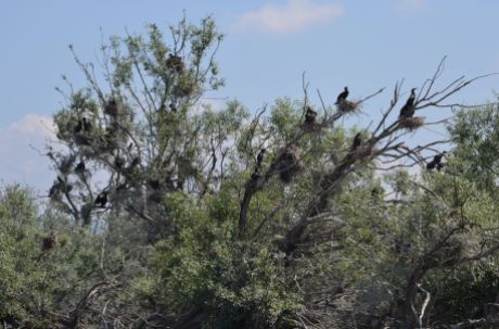 Nesting Great Cormorant