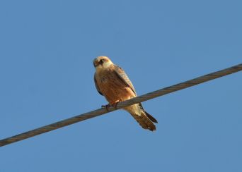Red-footed Falcon (fem)