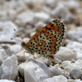 lesser spotted fritillary.1702 macedonia