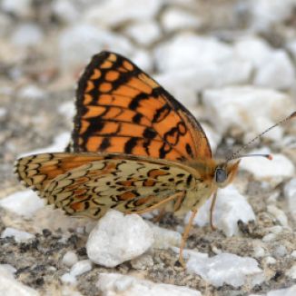 lesser spotted fritillary.1703 macedonia