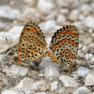 Lesser Spotted Fritillary (mating pair)