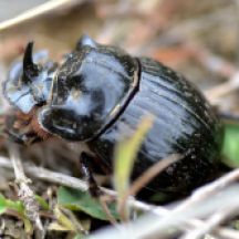Rhinocerous Horn Beetle