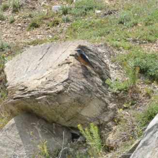 Rufous-tailed Rock Thrush