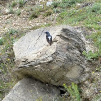 Rufous-tailed Rock Thrush