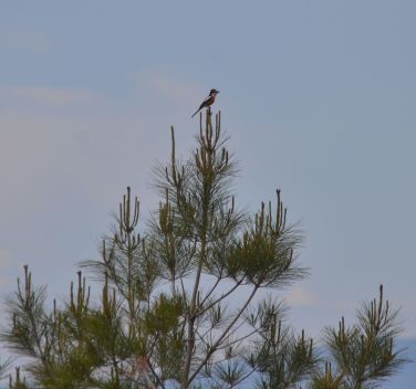 Tree top Masked Shrike