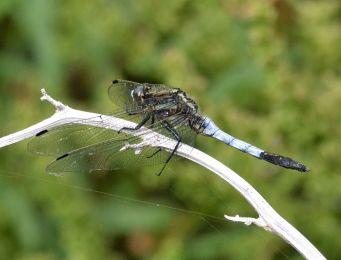 White-tailed Skimmer (male)