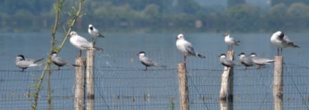 Whistered Tern and Black-headed Gulls