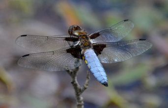 Broad-bodied Chaser