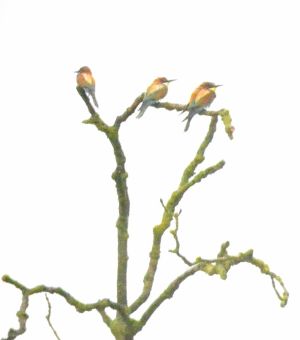 Today's European Bee-eaters