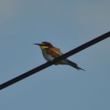Bee-eater in Cyprus ...