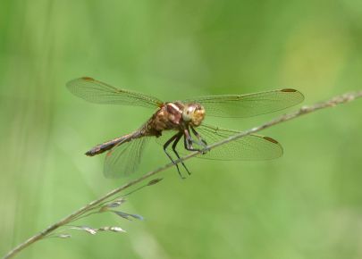 Teneral Keeled Skimmers (all pictures)