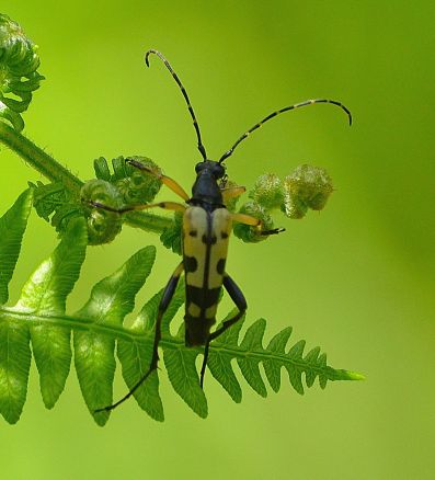 Yellow and black long-horn beetle