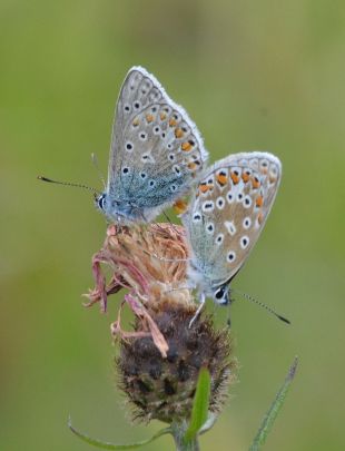 common blue.1716 mating pair aston rowant