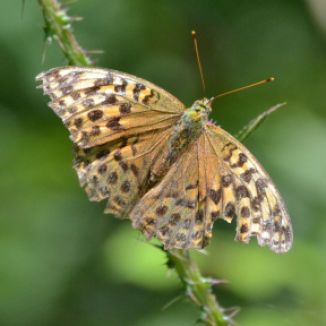 Worn and faded Silver-washed Fritillary