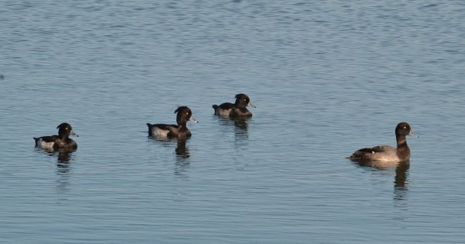 scaup.1705 ecl and tufted ducks farmoor reservoir